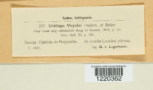 Bauerago vuyckii image