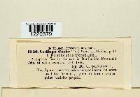 Ustilago hordei image