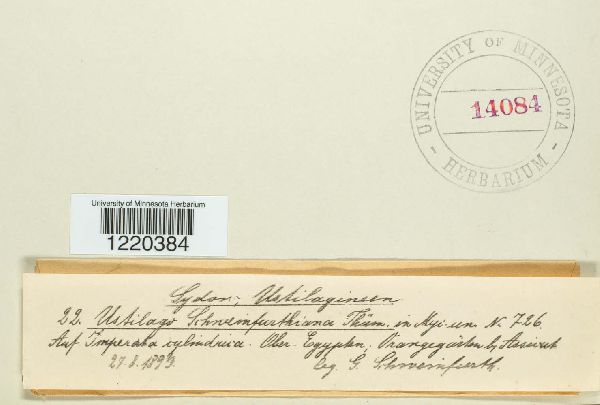 Sphacelotheca schweinfurthiana image