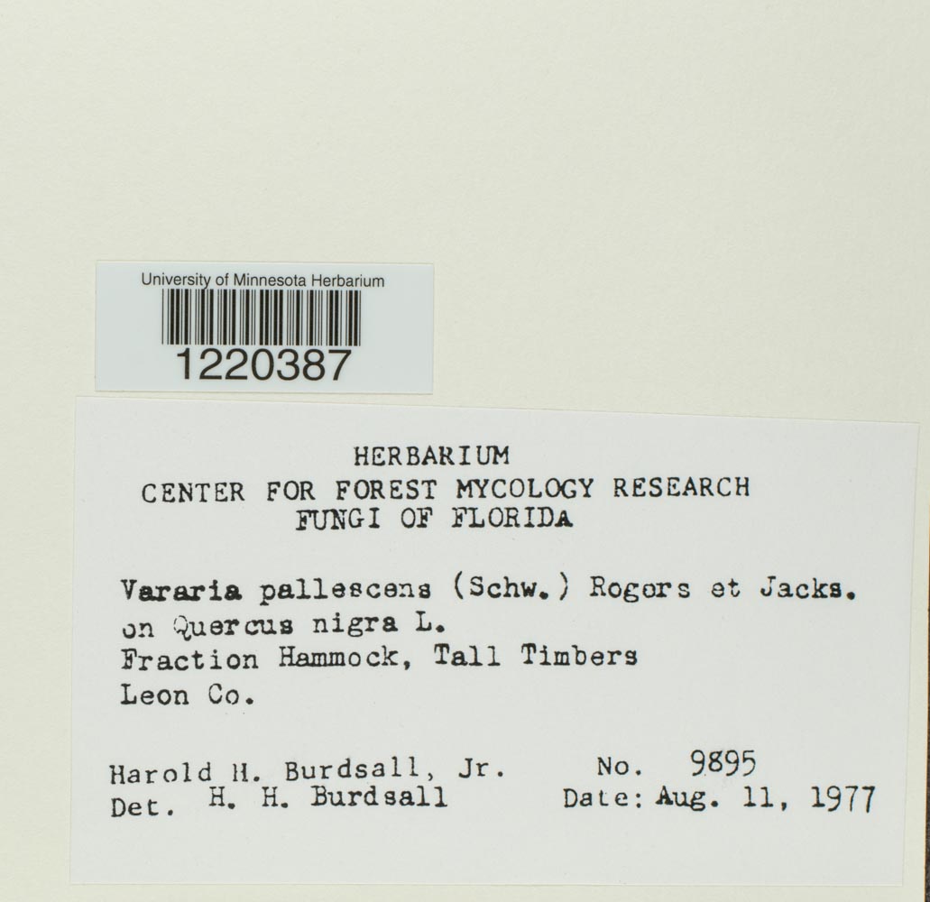 Dichostereum pallescens image