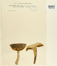 Media resource of Boletus chrysenteron