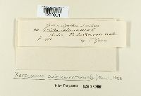 Boletus subtomentosus image