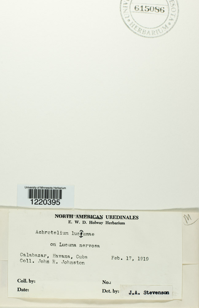 Achrotelium lucumae image