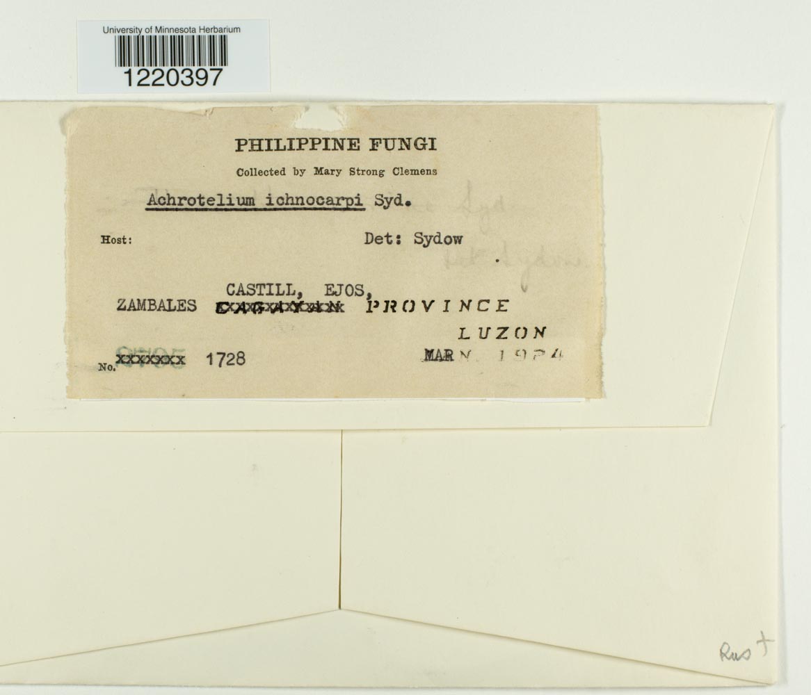 Achrotelium ichnocarpi image