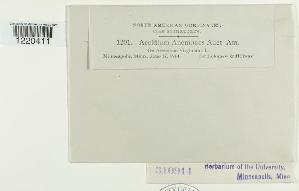 Aecidium anemones image