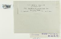 Media resource of Aecidium anemones