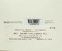 Media resource of Aecidium campanulastri