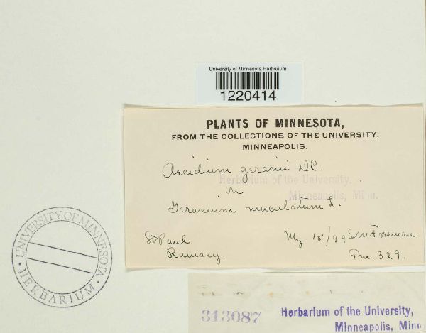 Aecidium geranii image