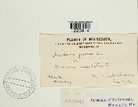 Media resource of Aecidium geranii