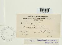 Aecidium geranii image