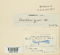 Aecidium geranii image