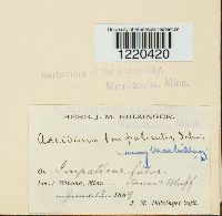 Aecidium impatientis image