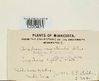 Aecidium impatientis image