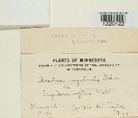 Aecidium impatientis image