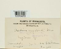 Aecidium impatientis image