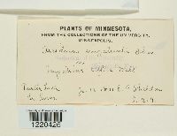 Aecidium impatientis image