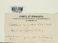 Media resource of Aecidium lysimachiae