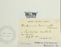 Aecidium pammelii image