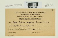 Aecidium hydnoideum image