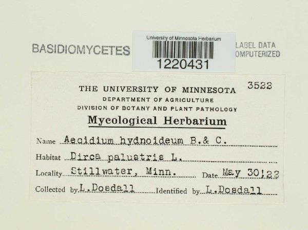 Aecidium hydnoideum image