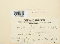 Aecidium hydnoideum image