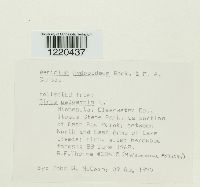 Aecidium hydnoideum image