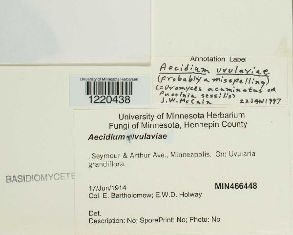 Aecidium uvulariae image