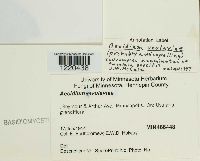 Media resource of Aecidium uvulariae