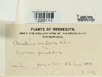 Aecidium uvulariae image