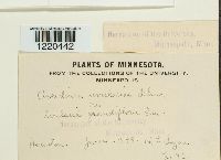 Aecidium uvulariae image