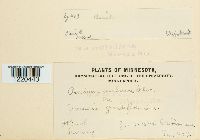 Aecidium uvulariae image