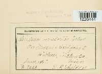 Aecidium uvulariae image