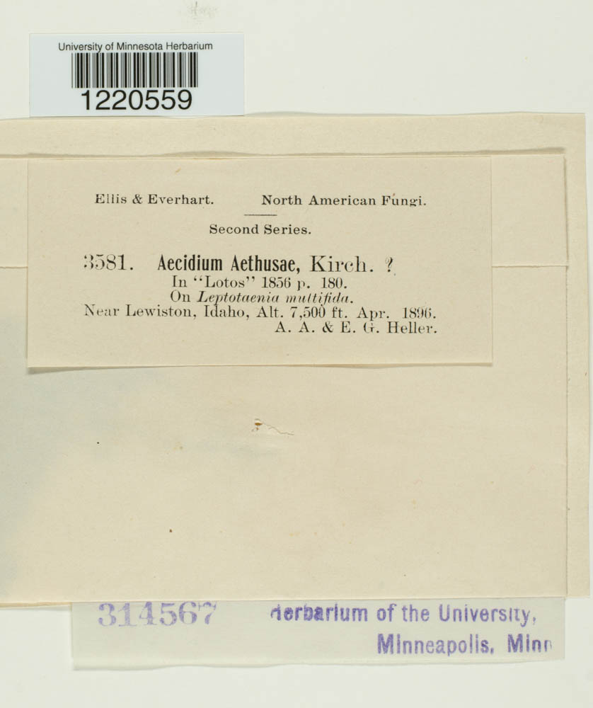 Aecidium aethusae image