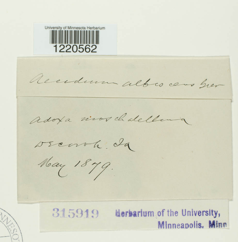 Aecidium albescens image