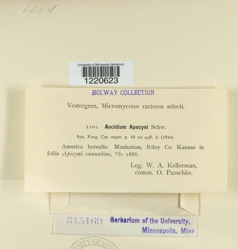 Aecidium apocyni image