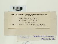 Aecidium aquilegiae image