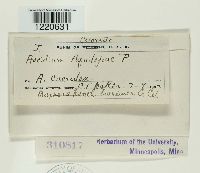 Aecidium aquilegiae image