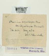 Aecidium aquilegiae image
