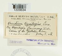 Aecidium aquilegiae image