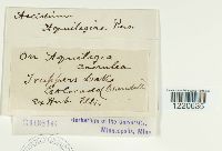 Aecidium aquilegiae image