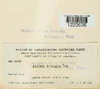 Aecidium aquilegiae image