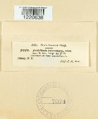 Aecidium asterum image