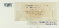 thumbnail image of current specimen