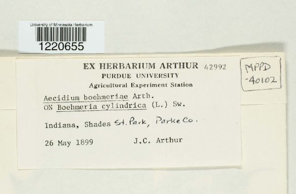 Aecidium boehmeriae image