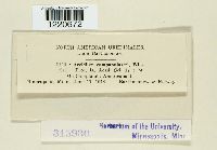 Aecidium campanulastri image