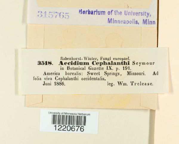 Aecidium cephalanthi image