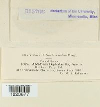 Aecidium cephalanthi image