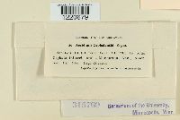 Aecidium cephalanthi image