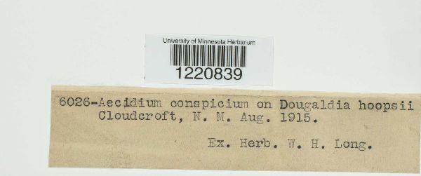 Aecidium conspicuum image