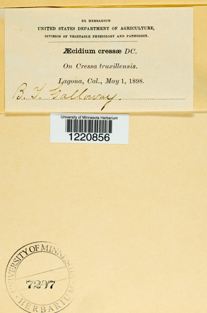 Aecidium cressae image